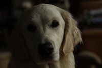 Saar - Golden Retriever