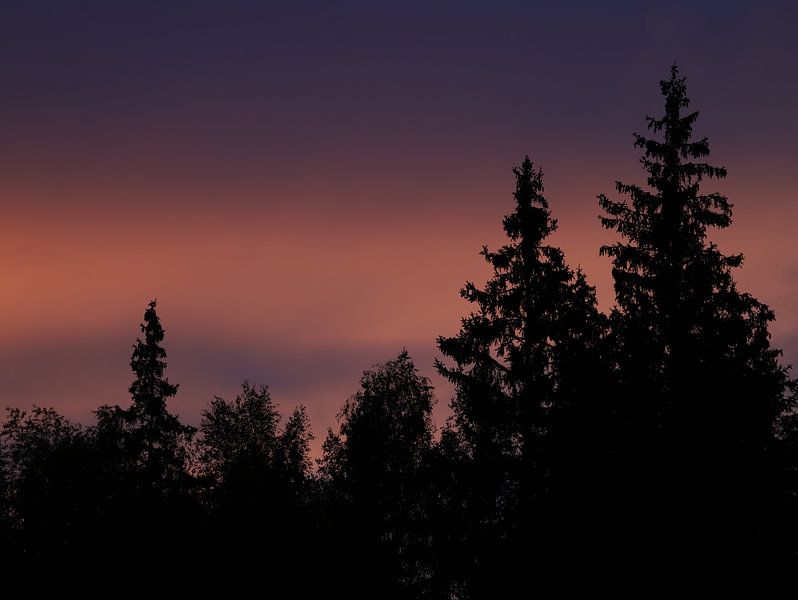 Sunset over spruce forest by Antoon Loomans