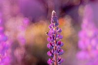 Lupin en fleurs avec abeille