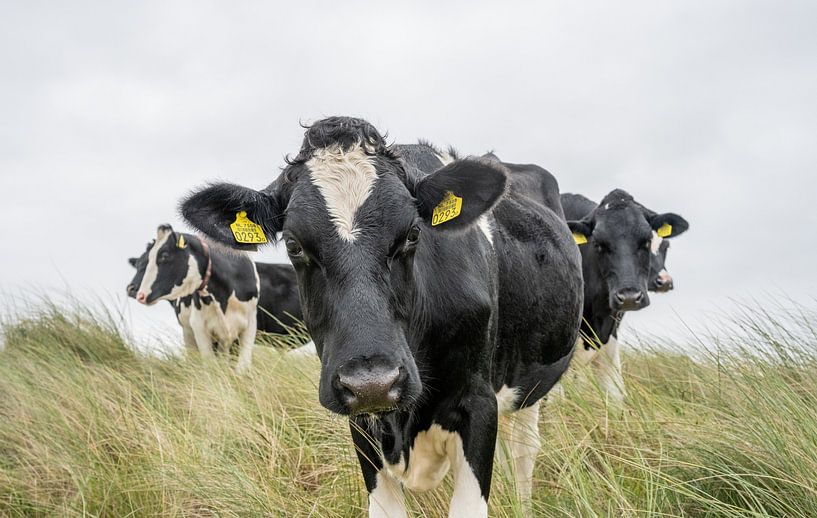 Terschelling Boschplaat nature grazers cows by Yvonne van Driel
