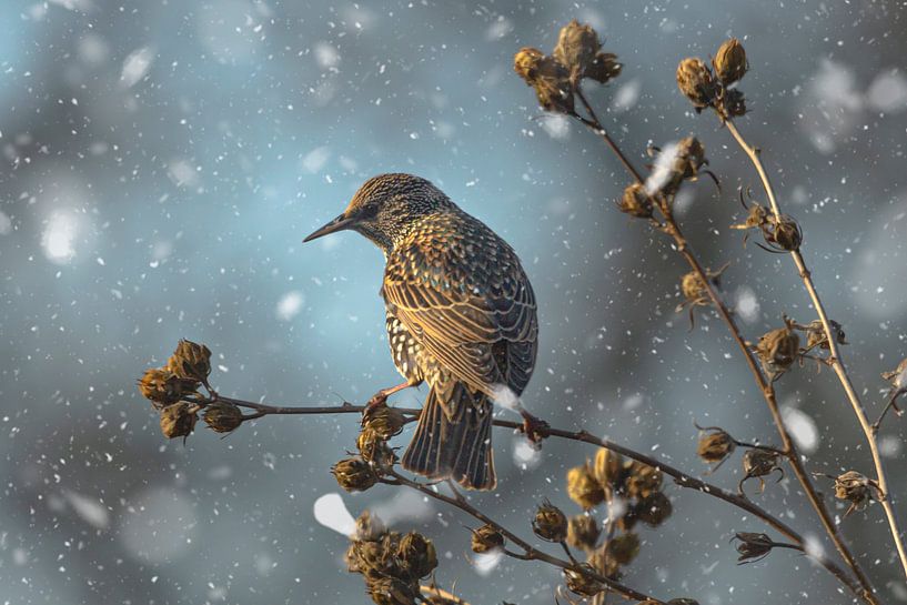 Starling on a hibiscus in the snow by Eric Wander