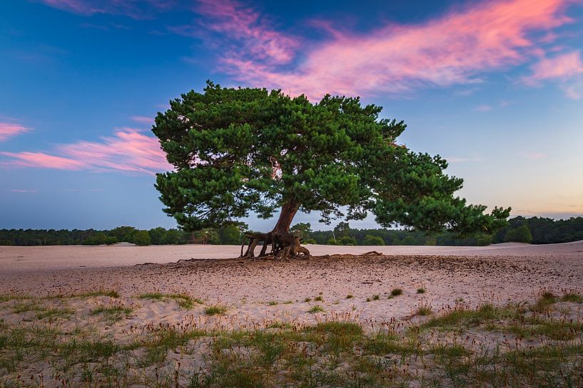 Schöne Farben von Richard Nell