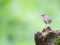 Robin on tree trunk