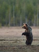 Brown bear