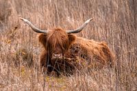 Scottish highlander in the grass
