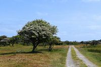 Pfad durch die Dünen von Zeeland