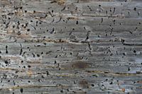 Old Wood II