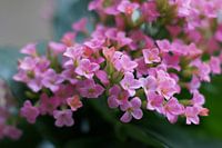 Gros plan sur un kalanchoé rose