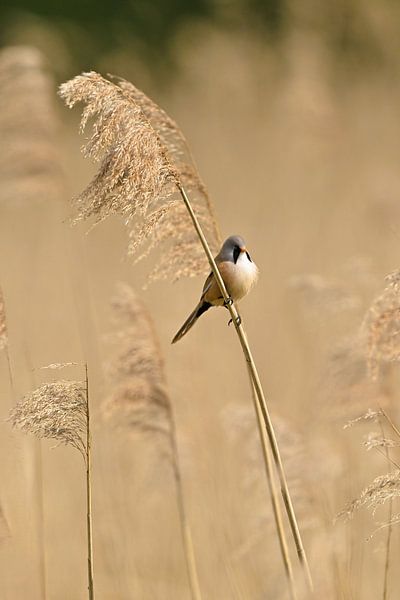 Bartmeisenrohrsänger von Wim van der Meule