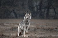 wolf on the veluwe