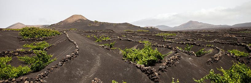 Frisgroene wijnvelden binnenland Lanzarote von Ramona Stravers