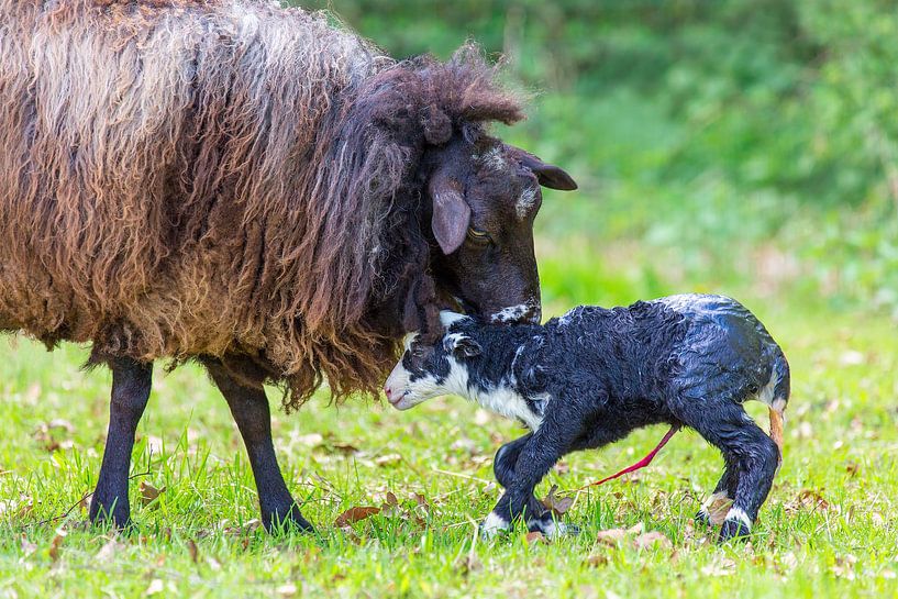 Mother sheep licking newly born black lamb with umbilical cord by Ben Schonewille