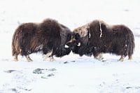 Les taureaux Musk ox mesurent leur force en hiver à Dovrefjell-Sun