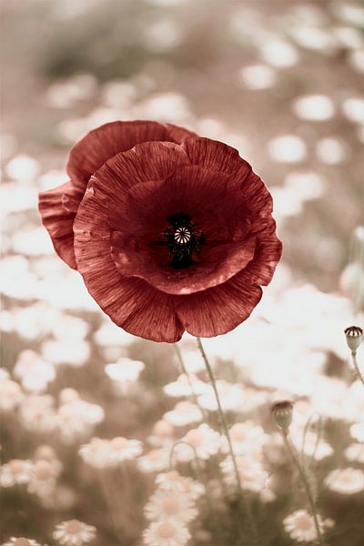 Mohnblume Nostalgie von Julia Delgado