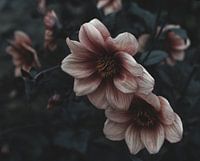 Magical image of a dreamy pink flower in the last light of day