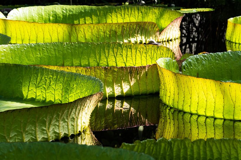 Giant water lily by Werner Lerooy