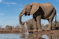 Olifant aan het drinken, Botswana