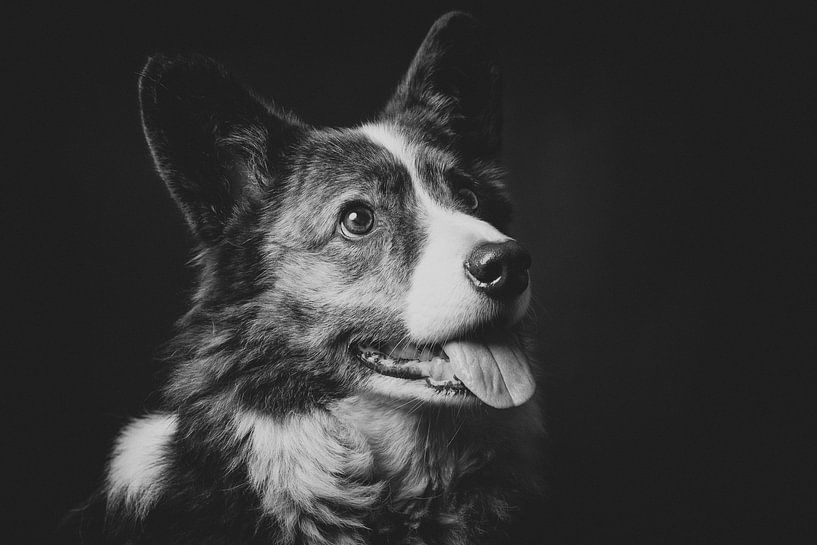 Chico de Corgi van Karen Havenaar