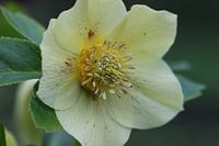 Helleborus