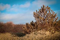 Dünenwald in Rockanje