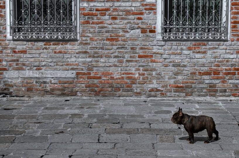 Doggy by BL Photography