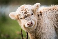 Portrait of highlander calf