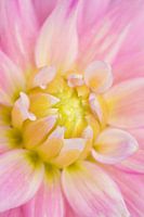 Dahlia - Pink Passion