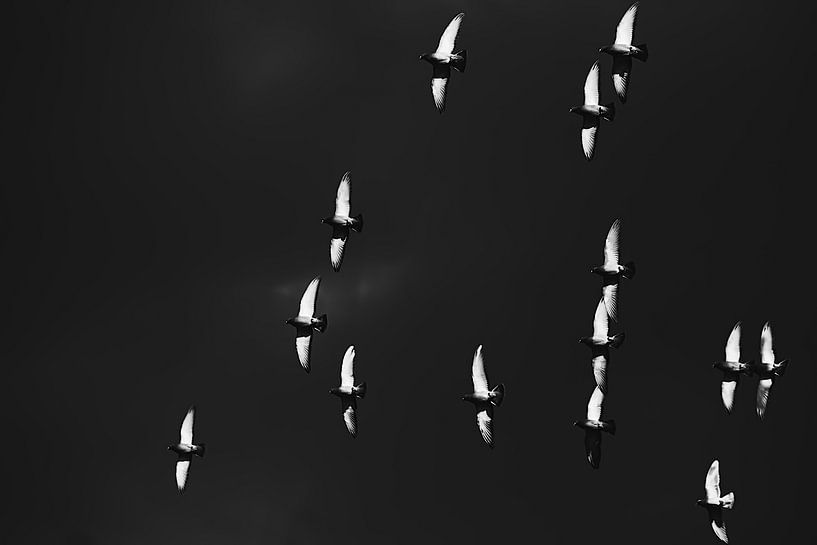 Pigeons fly in the dark sky by stewic_