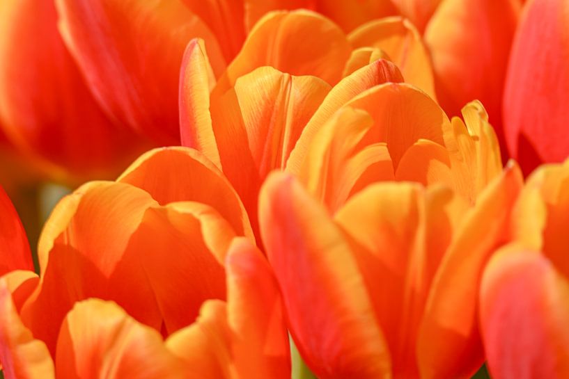 Bouquet de tulipes par Caroline Guerain