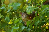 Nieuwsgierige eekhoorn 