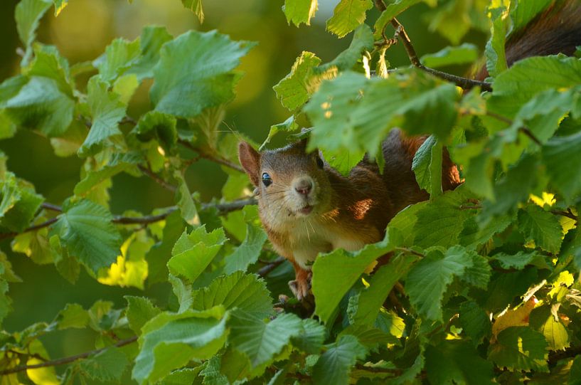 Nieuwsgierige eekhoorn  par Matthias Erkelens
