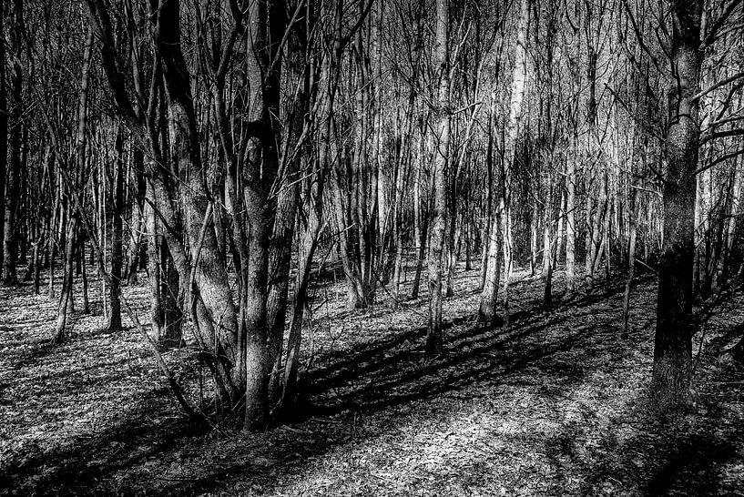 Der innere Wald von Cecile Quenum