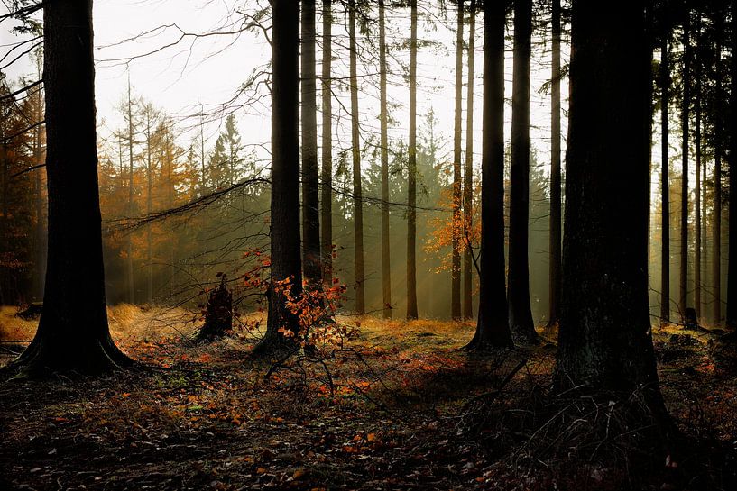 Sun rays in a forest clearing by Dieter Ludorf