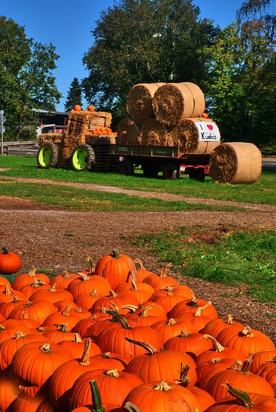 La saison du potiron par Edgar Schermaul