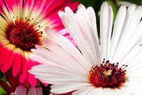 Macro de daisy espagnol en rose et blanc