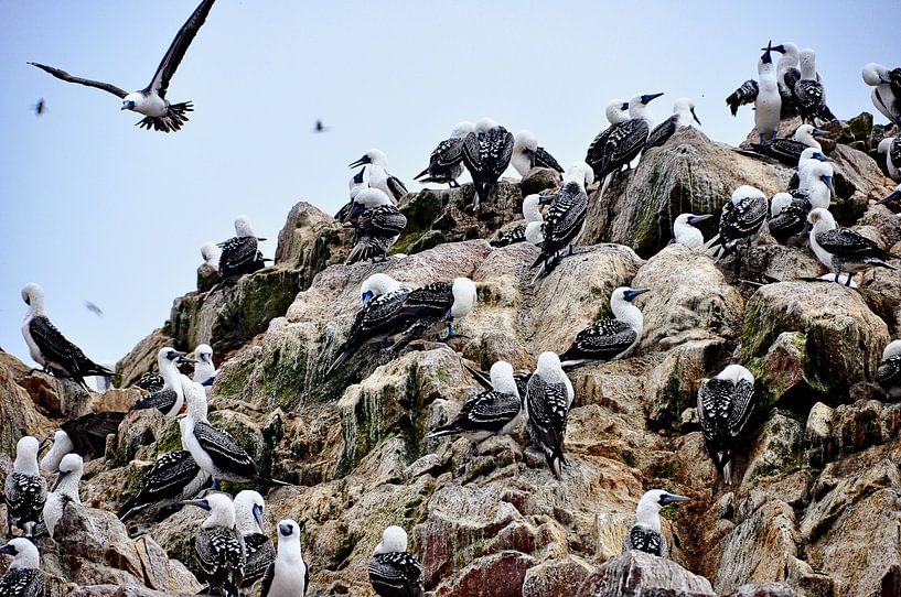 Eine Kolonie von Seevögeln auf den steilen Klippen der Ballestas-Inseln von Frank Photos