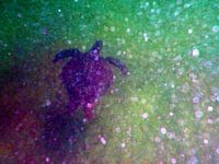 Schildpadje in het diepe.