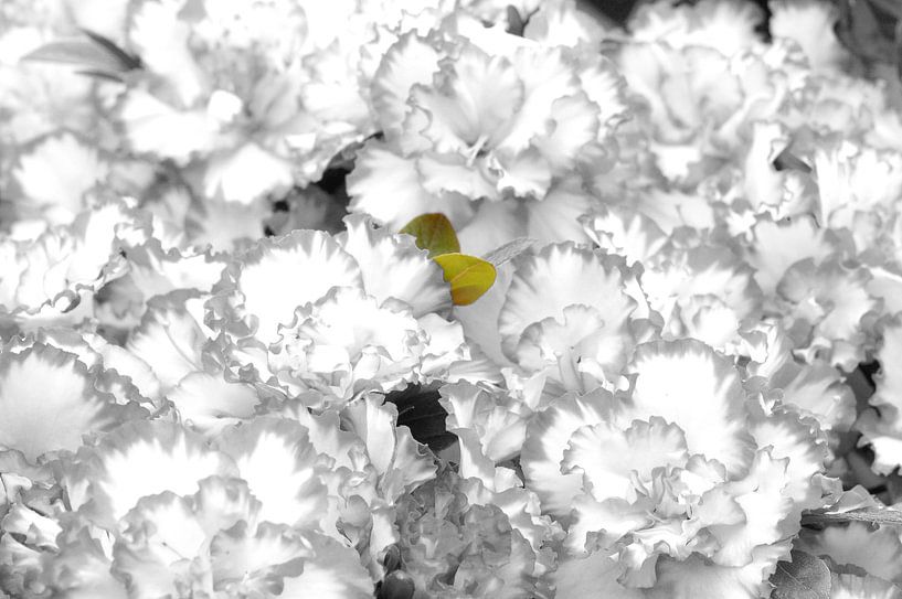 flowers by marijke servaes