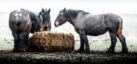 Workinghorses eating hay in pouring rain.