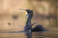 Le cormoran nettoie sa fourrure