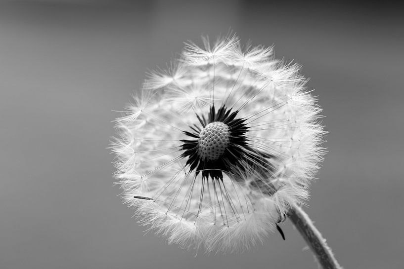 a close up of the dandelion by Hans de Waay