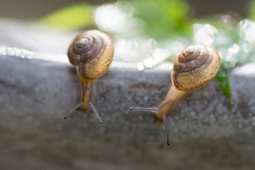 Aus einem anderen Blickwinkel betrachtet. Zwei Schnecken schauen vom Rand eines Wassertanks nach unt von Birgitte Bergman