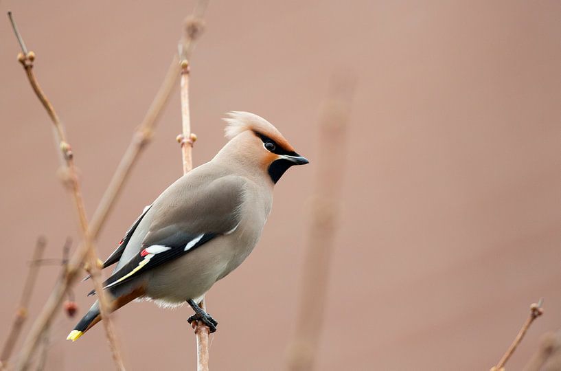 Bully von Rando Kromkamp Natuurfotograaf