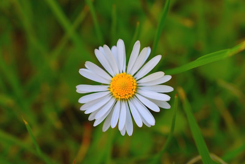 Gänseblümchen von Johann Bucher