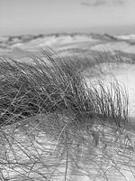 swaying beach grass in the wind