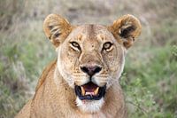 Wildlife Tanzania, lioness