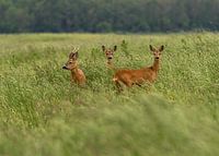 Hirsche im Hunzedal in Drenthe