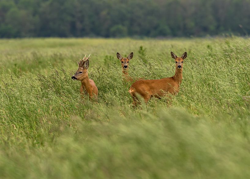 Cerf dans le Hunzedal à Drenthe par Henk Osinga