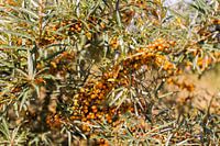 Sea buckthorn plant
