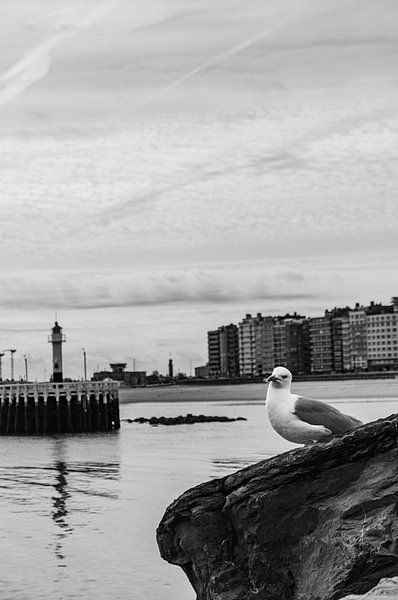 Une mouette sur un brise-lames à Ostende par Geert Van Baelen